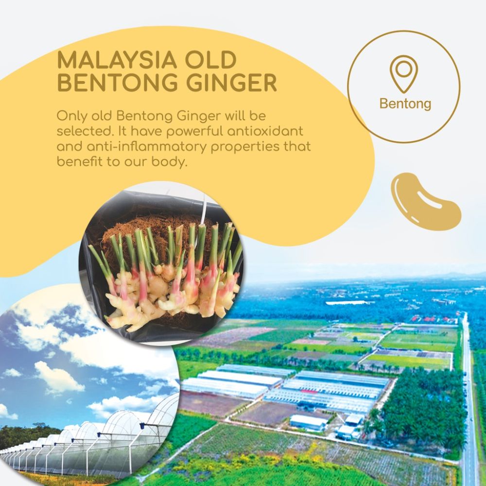 Bentong Ginger Soy Milk 有機文冬姜豆奶 SHEN LOON SHE 神農氏